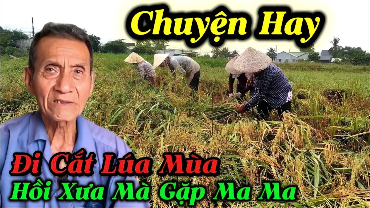 Chuyện Hay Đi Cắt Lúa Mùa Hồi Xưa Mà Gặp Ma Ma...
