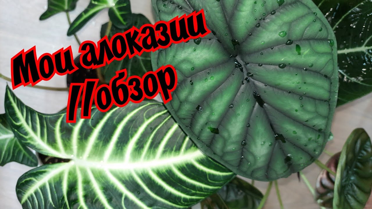 Мои алоказии // обзор