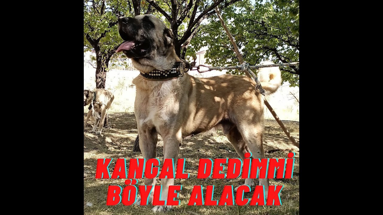Emrah tamer ercasip kardeşlerin müthiş hayvan çiftliği