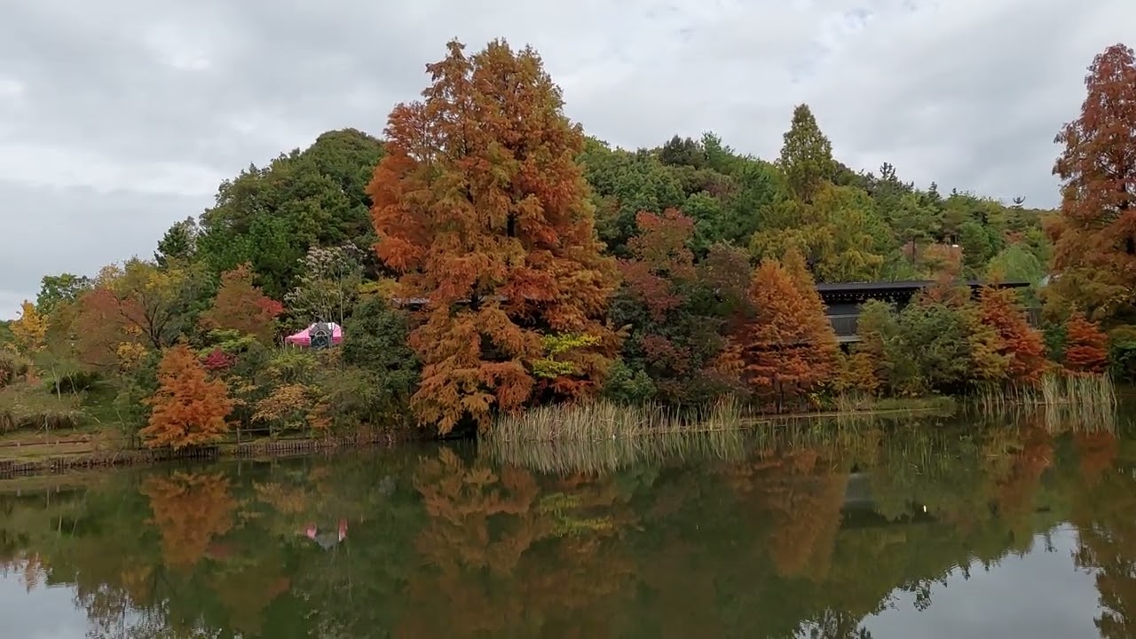 名古屋之旅，吉卜力公園~6(2025.11.12)