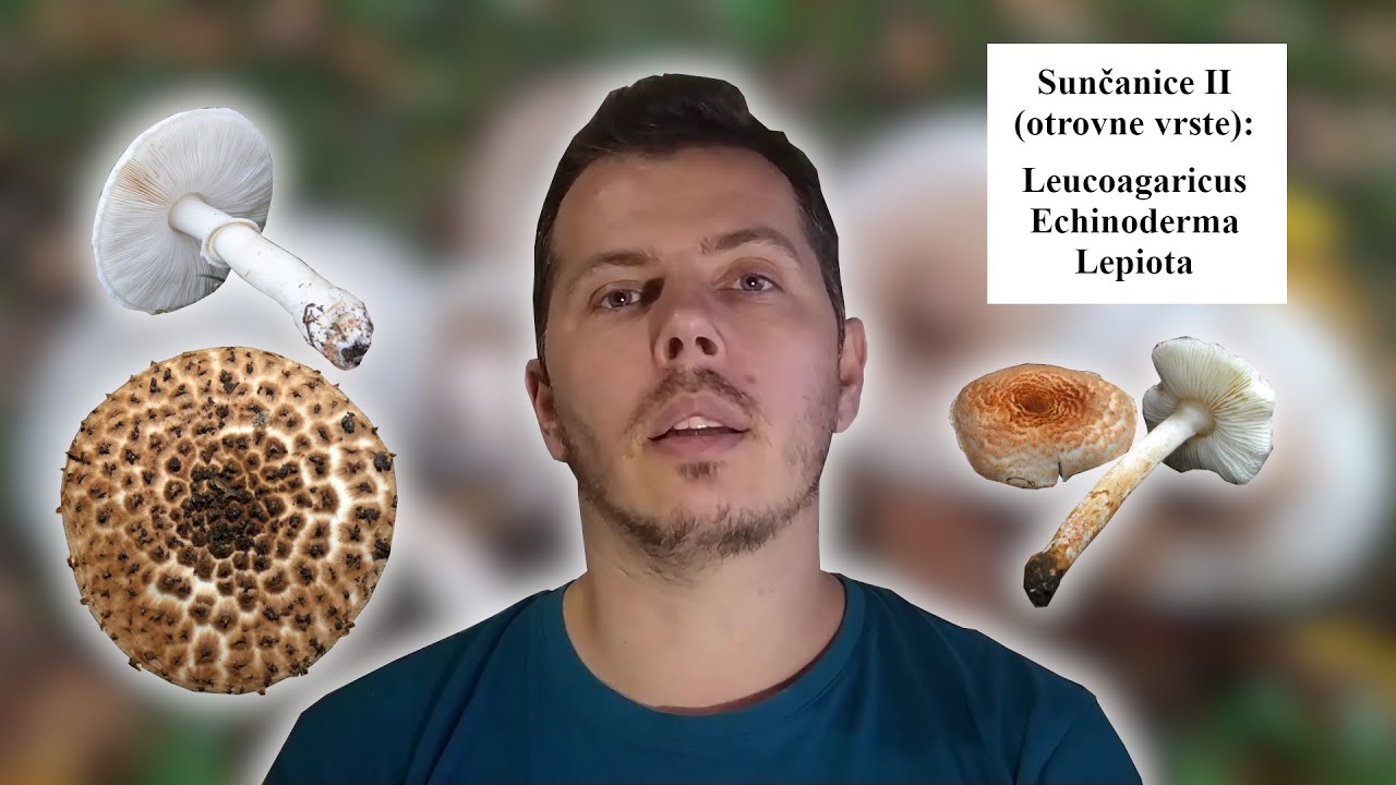 13 Sunčanice II deo - Rodovi Leucoagaricus, Echinoderma i Lepiota (Otrovne i nejestive gljive)