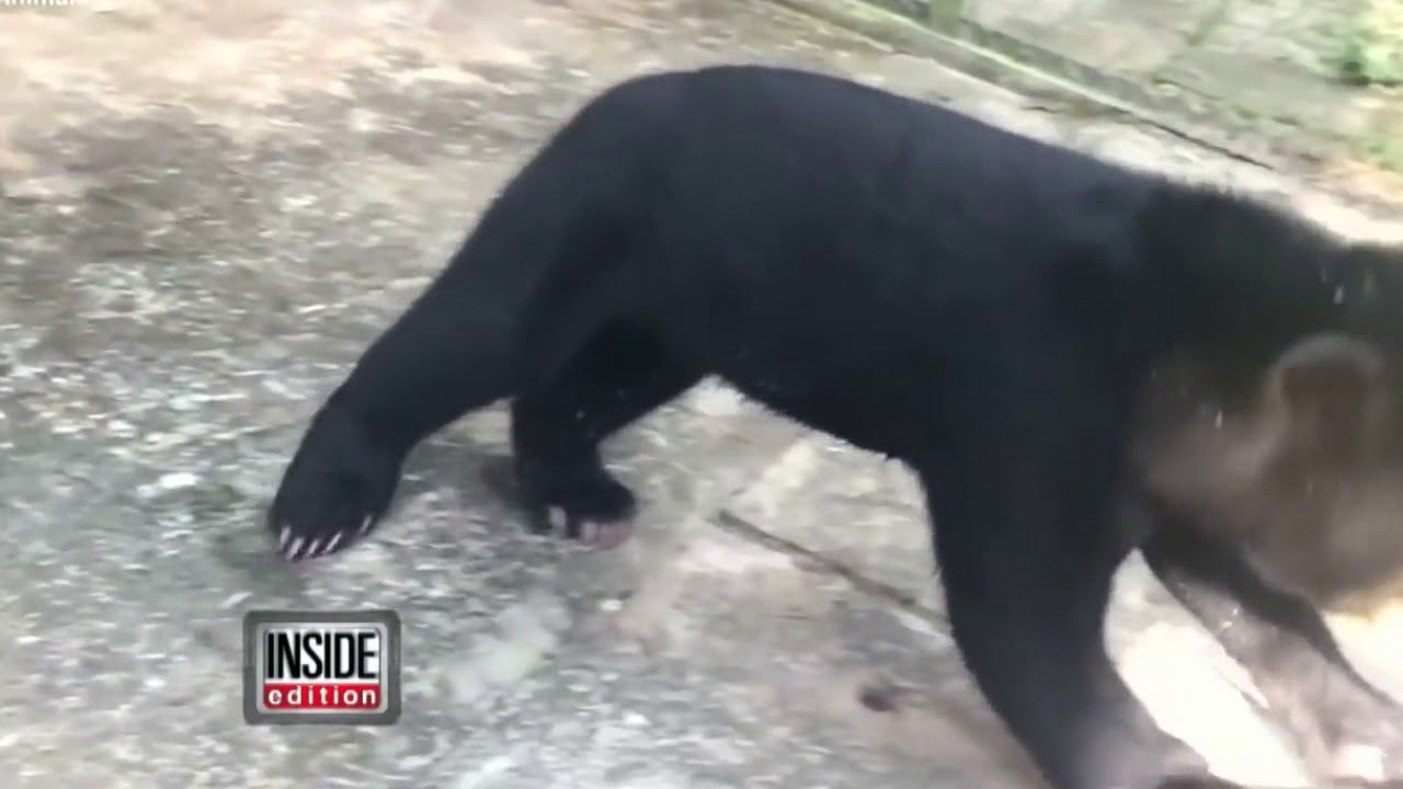 Save The Sunbear!