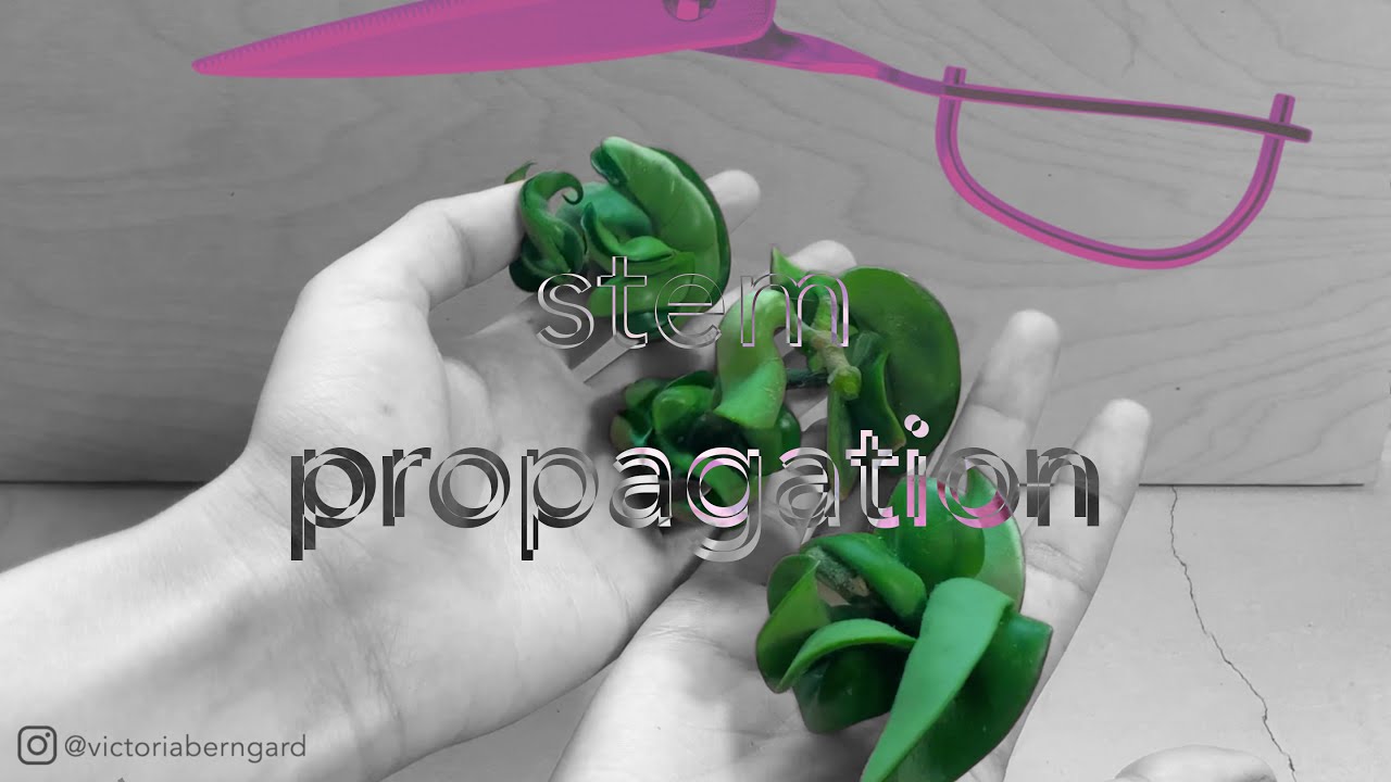 hindu rope stem propagation | relaxing video