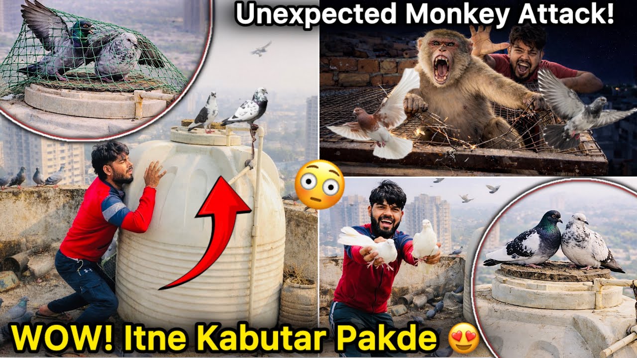 Sirf 2 Din Me Teen Kabutar Pakde 😱 || Monkey vs Pigeon Cage 😡