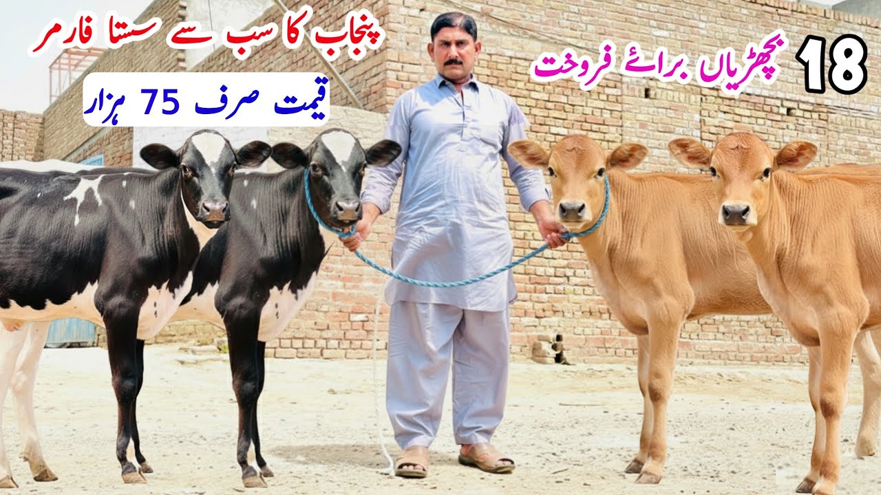 Jersey Friesian Heifers For Sale | Imported HF Heifers | Heifers Sale In Punjab | Pk Janwar Mandi 