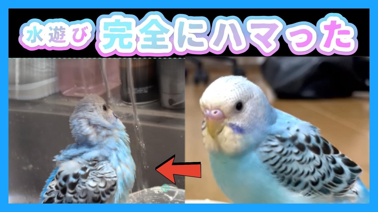 水浴びにハマったセキセイインコ