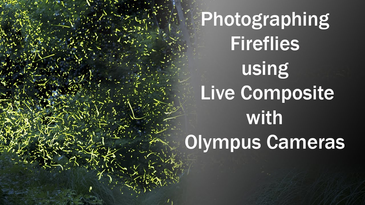 Photographing Fireflies with Olympus LIVE COMPOSITE 1080