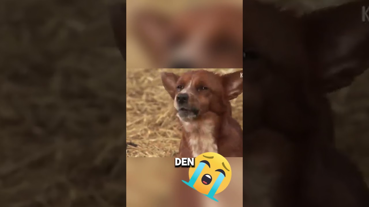 Wie Tiere Mit Trauer Umgehen #hunde #traurig #katze #Tiere #interessant #shorts