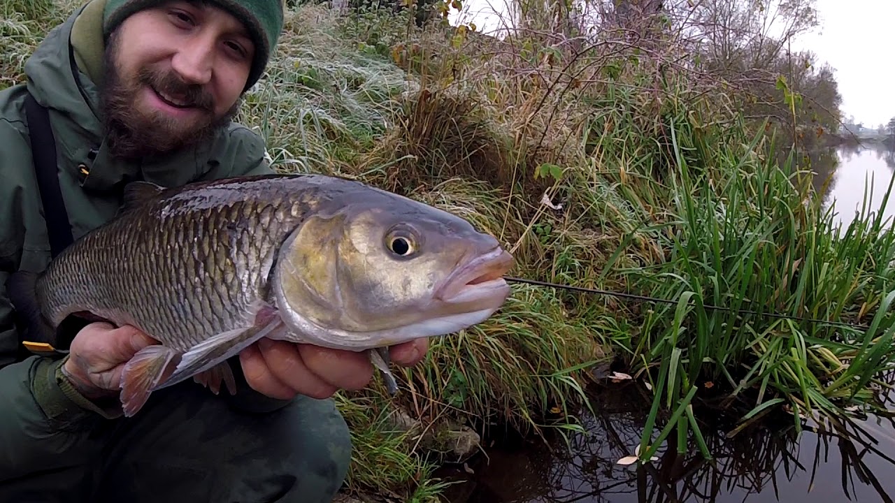 Chub Fishing - aktivní lov tloušťů v chladné vodě