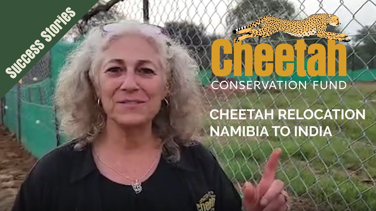 Dr. Laurie Marker at Kuno National Park for Namibia to India Cheetah Relocation