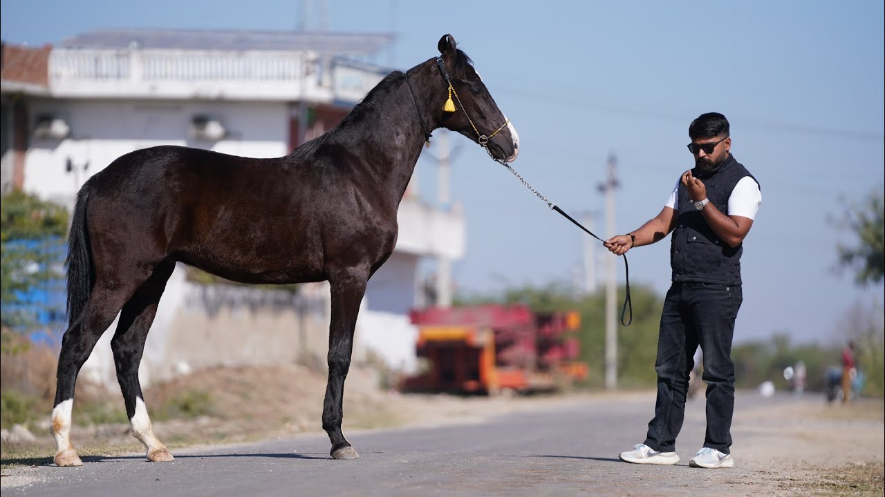 Qureshi stud farm Ahmedabad Gujrat owner sikandar bhai 