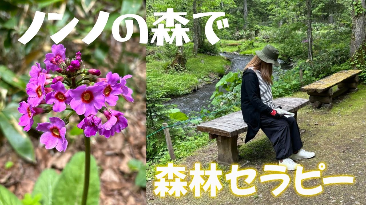 【北海道屈斜路湖エリア】癒しの自然散策！ノンノの森　秘密スポットを紹介