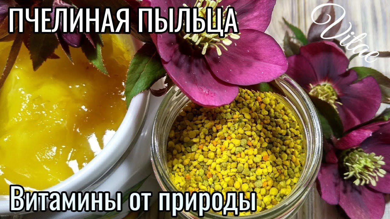 ПЫЛЬЦА ПЧЕЛИНАЯ,ее польза и как принимать