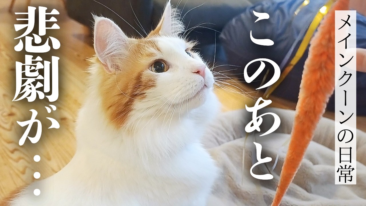 世界一大きいメインクーンの本気の猫パンチを受けてみたら...
