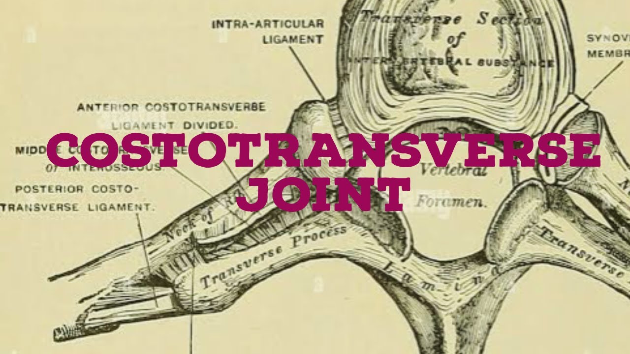 Costotransverse joint
