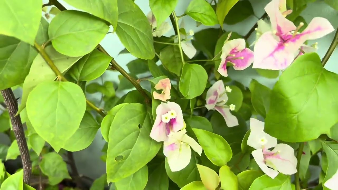 My bougainvillia are in bloom #flowers  #bougainvillea 