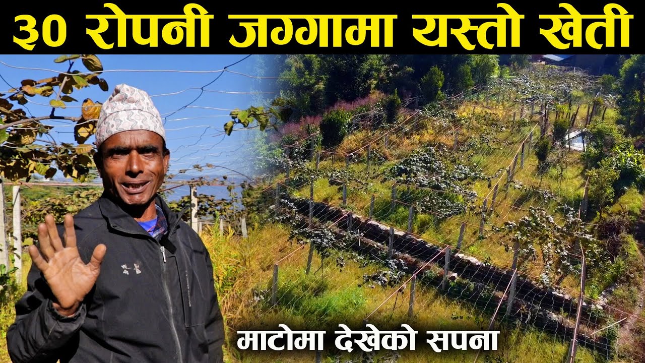 ३० रोपनी जग्गामा टंक खत्रीले गरे यस्तो खेती