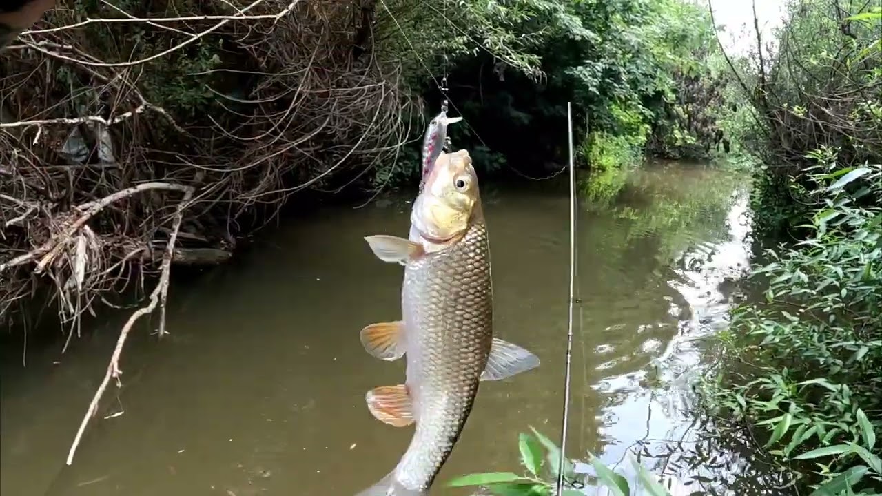 Pecanje klena na ZARU! (Akcija na sve strane) !!!!