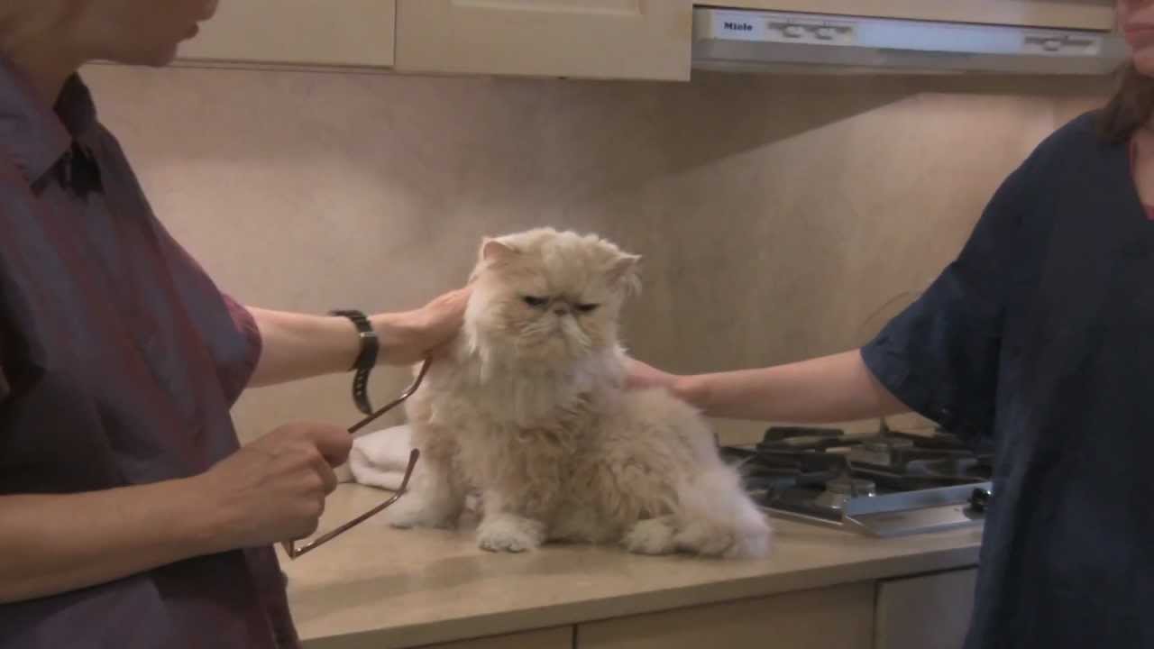 Persian Cat Grooming With The Pet Maven