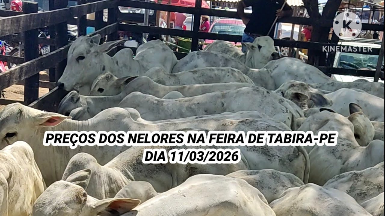 Feira do Gado de Tabira-PE / Preços dos Nelores nos Currais dia 11/03/26