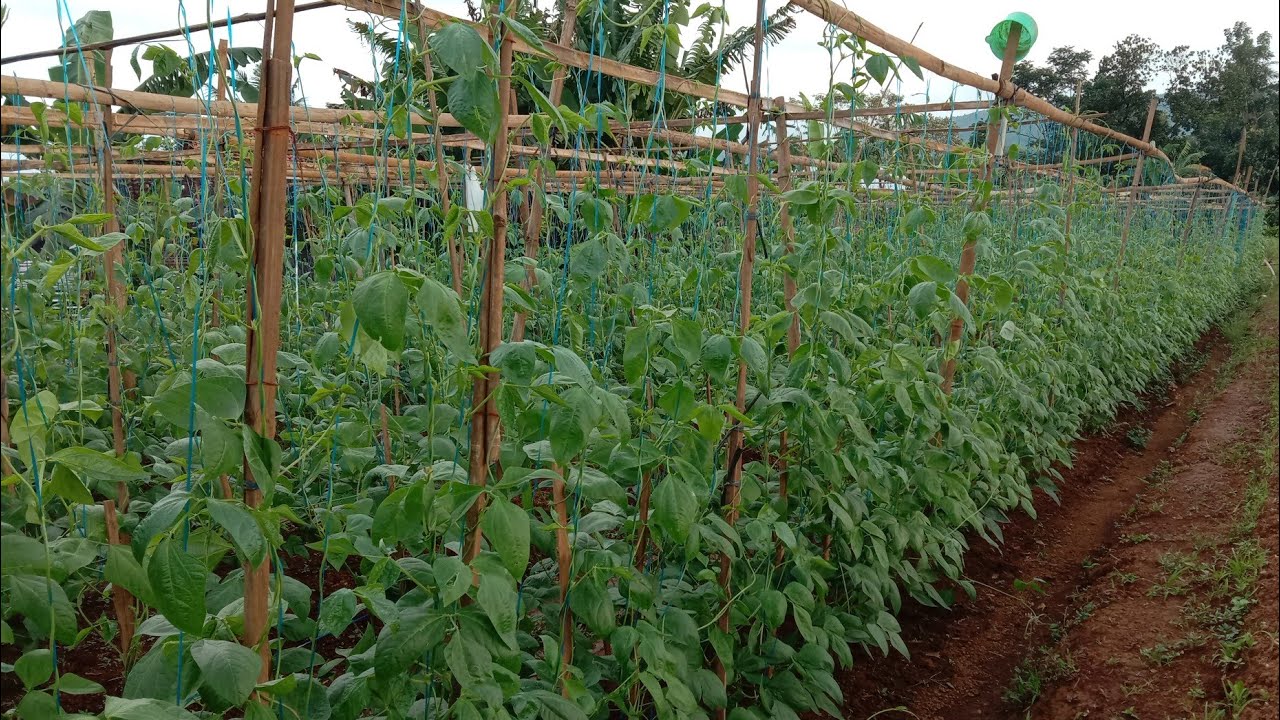 Pupuk Pembuahan Kacang Panjang 36hst Agar Berbuah Lebat.!!!