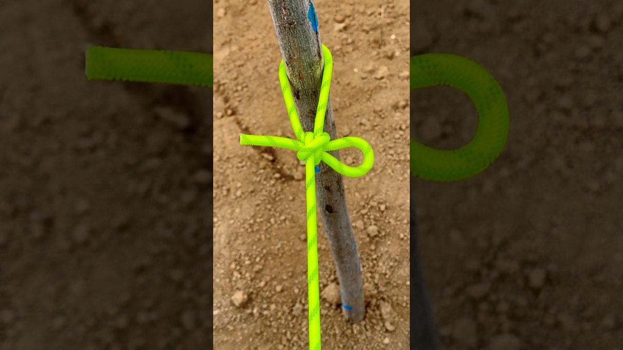The King Of Knots !