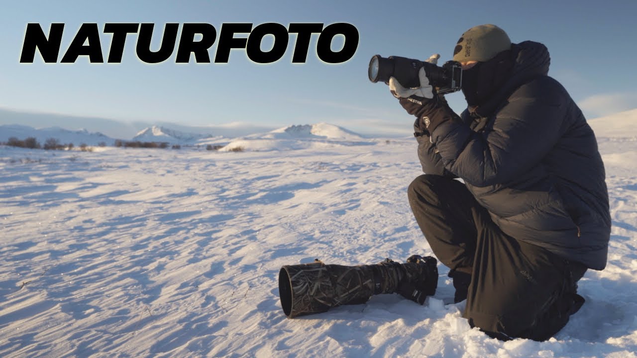 NATURFOTO med Nikon Z 100-400mm f/4.5-5.6 VR S // Moskus på Dovre