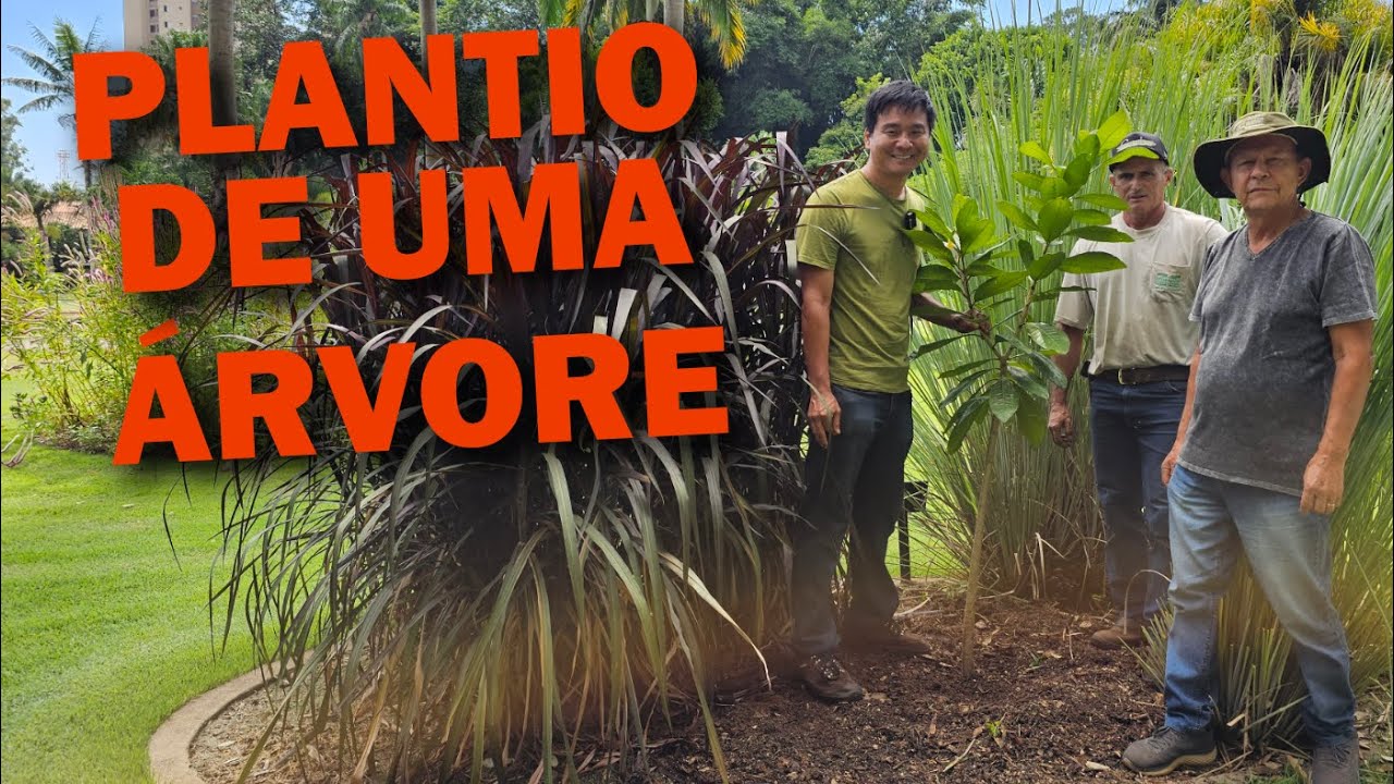 Como Plantar uma Árvore - Passo a passo