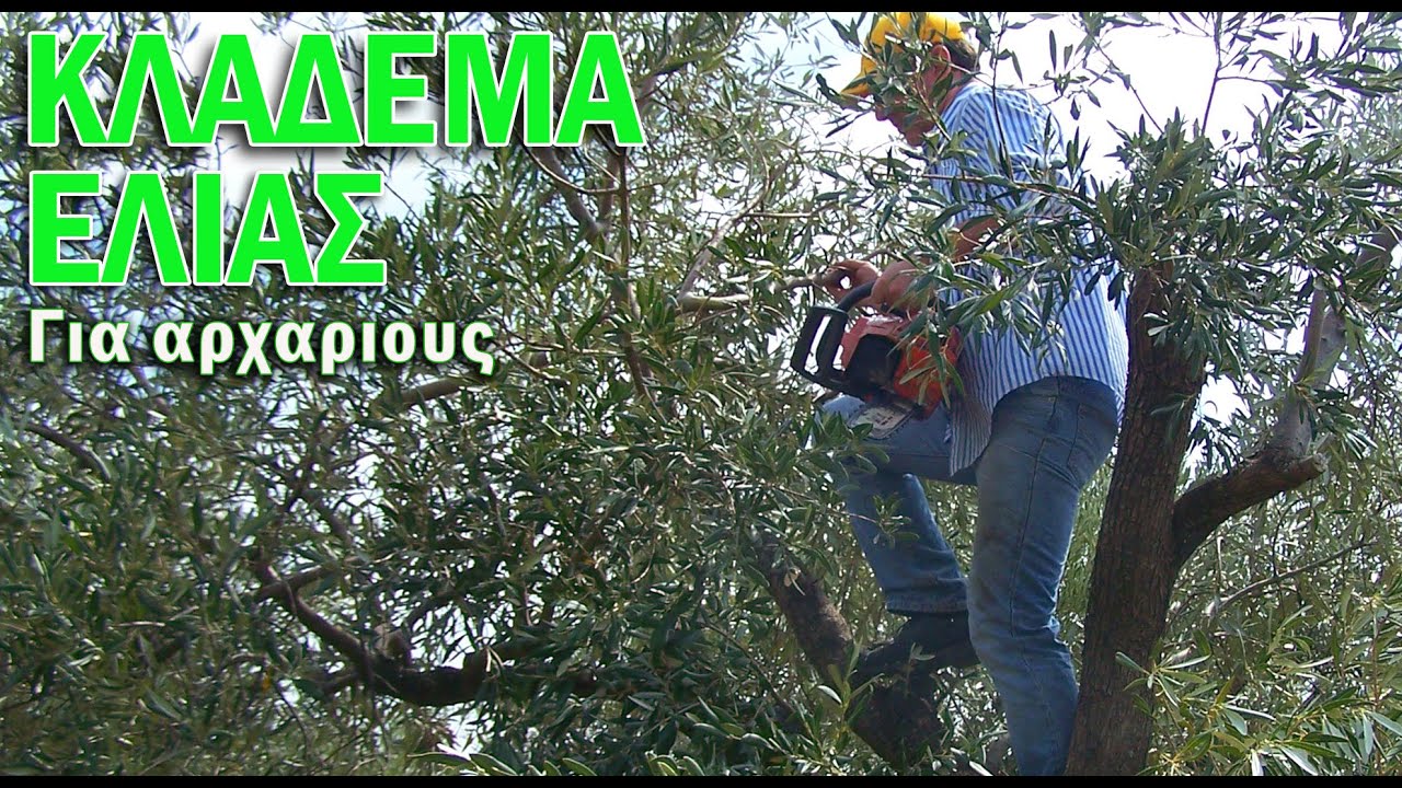 ΚΛΑΔΕΜΑ ΕΛΙΑΣ ΓΙΑ ΑΡΧΑΡΙΟΥΣ