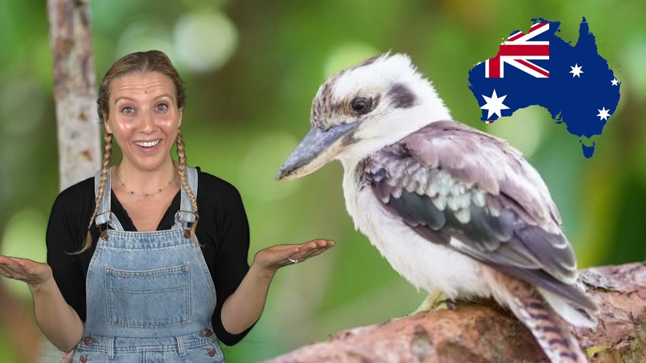 Kookaburra | EASY Australian Songs for Kids