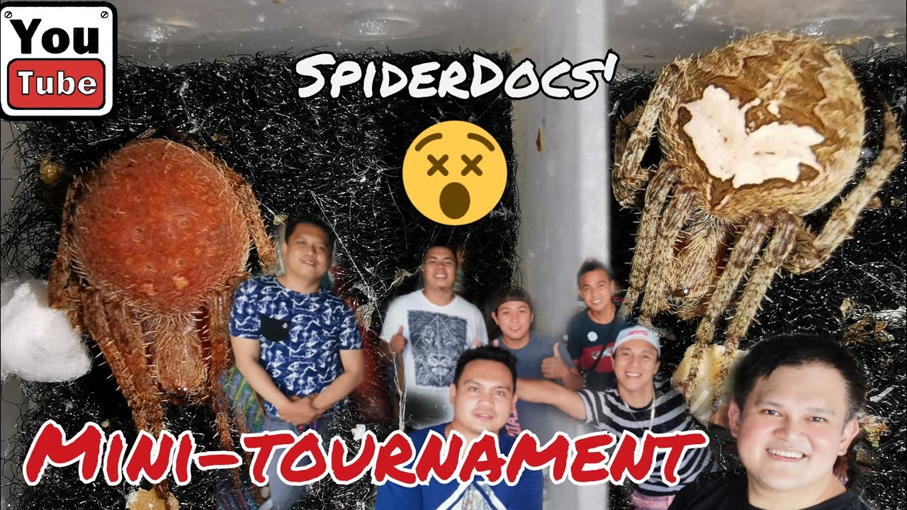 SpiderDocs' Mini-Tournament. Malulupit na Spider Fight!