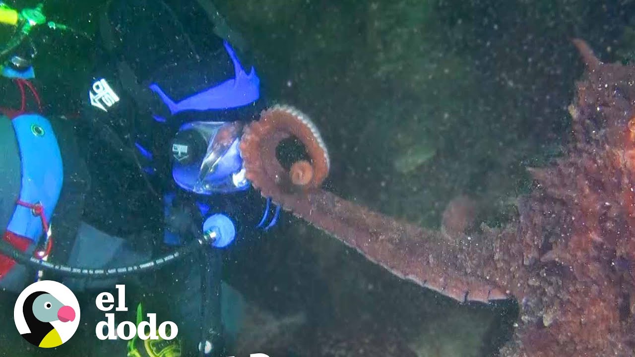 Buzo se encuentra con un pulpo gigante muy inteligente | Corazones Salvajes | El Dodo