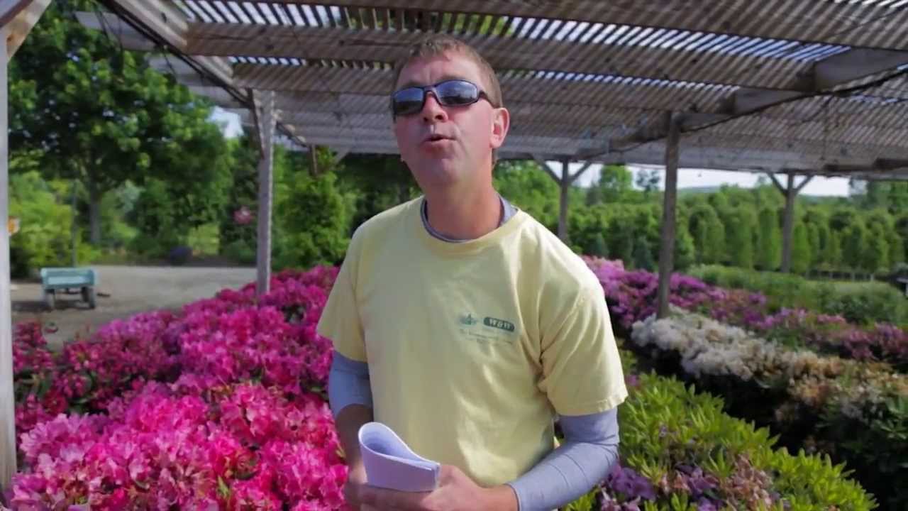 Rhododendrons - The Street Smart Gardener
