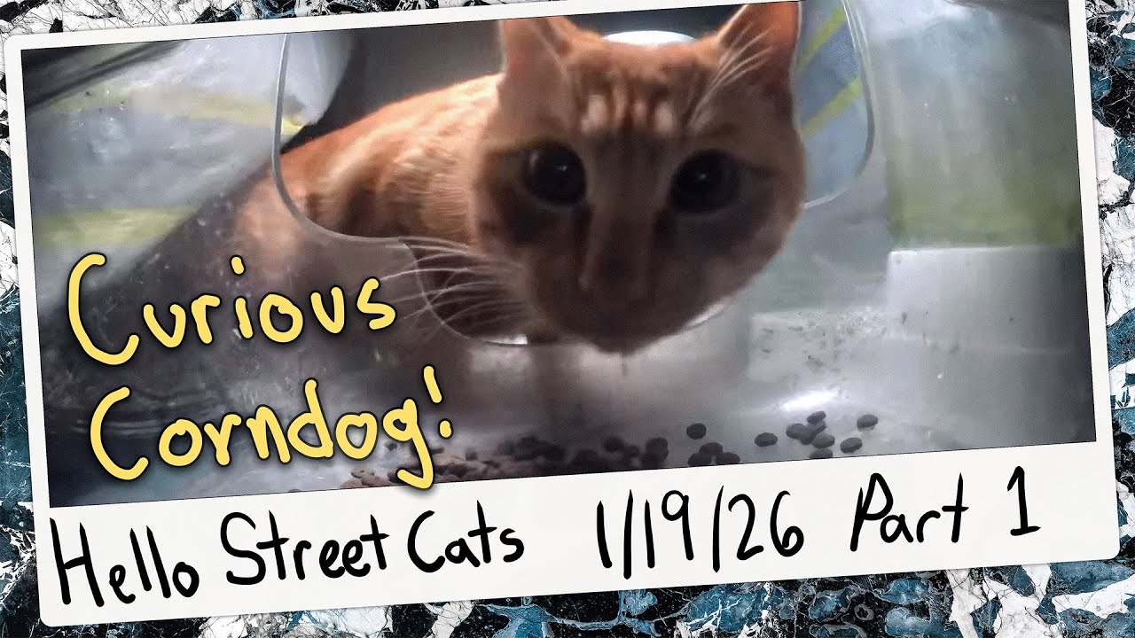 Curious Corndog Cat Examines Auspicious Restaurant! 😺💞 Hello Street Cat Archive 1/19/26 Pt 1