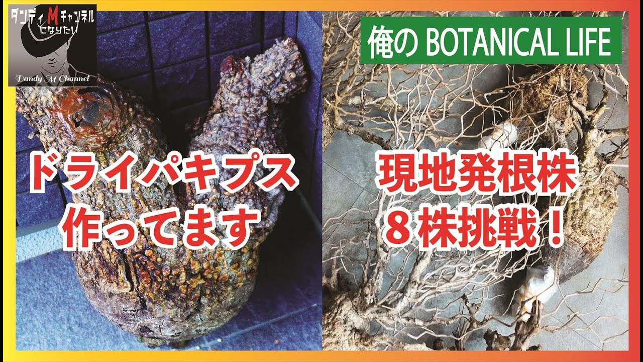 これが現地発根株だ！家宝級のパキプスの末路　オペルクリカリアパキプス現地発根株８株の発根管理スタート