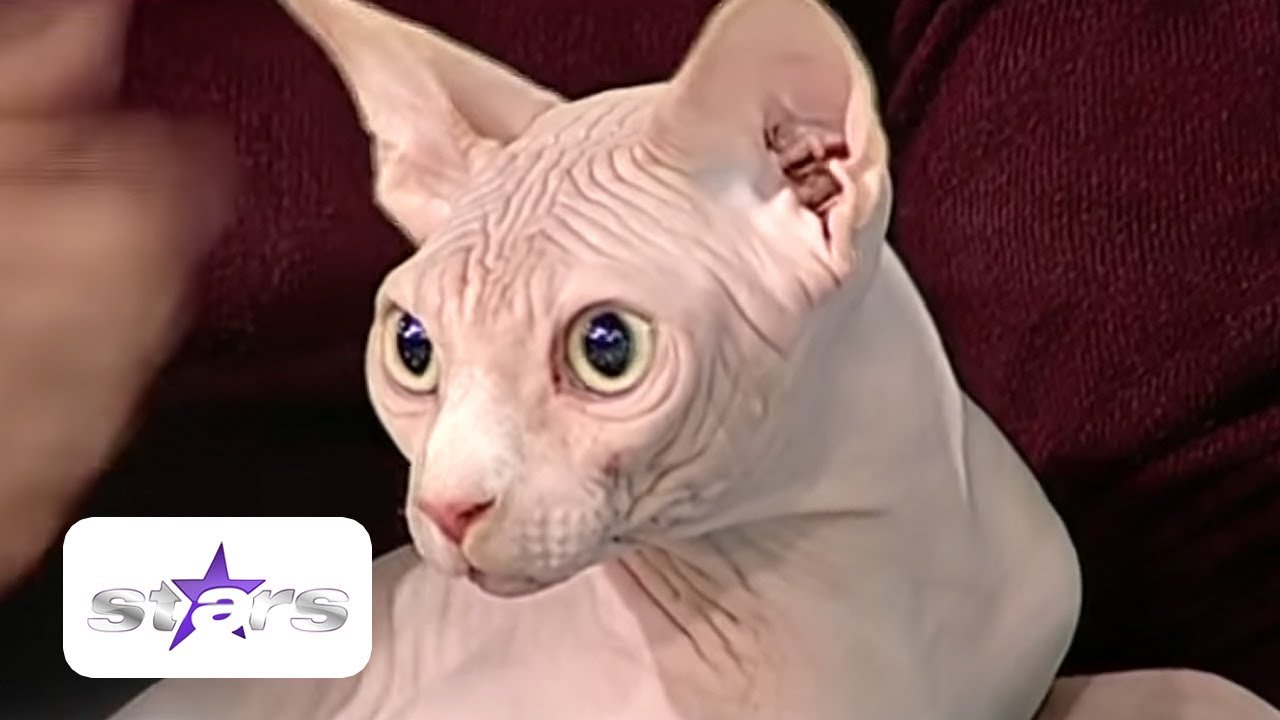 Tot ce trebuie să știi despre rasa de pisici Sfinx: 