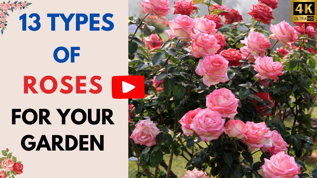 13 Types of Roses for Your Garden | Indoor Rose Plants