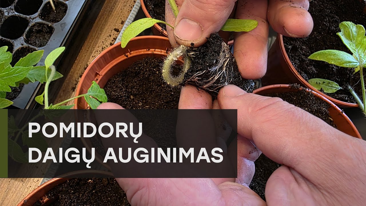 Pomidorų daigų auginimas