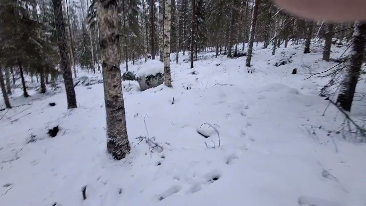 Susia työmaalla  ja pohdintaa tykkylumituhoista.