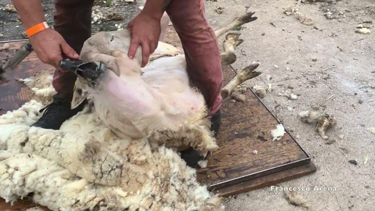 MONTE SANT'ANGELO: PRIMA FESTA DELLA TOSATURA -SITIZZO