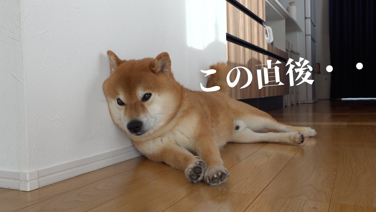 柴犬の「それやめて…」感がたまらない♡猫の可愛すぎるお昼寝妨害劇！
