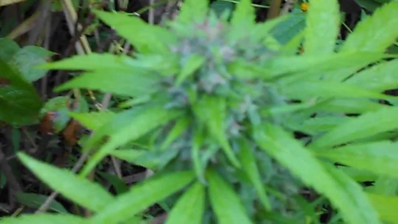 2012 New England Outdoor Marijuana Grow Medical Autoflower Short Season