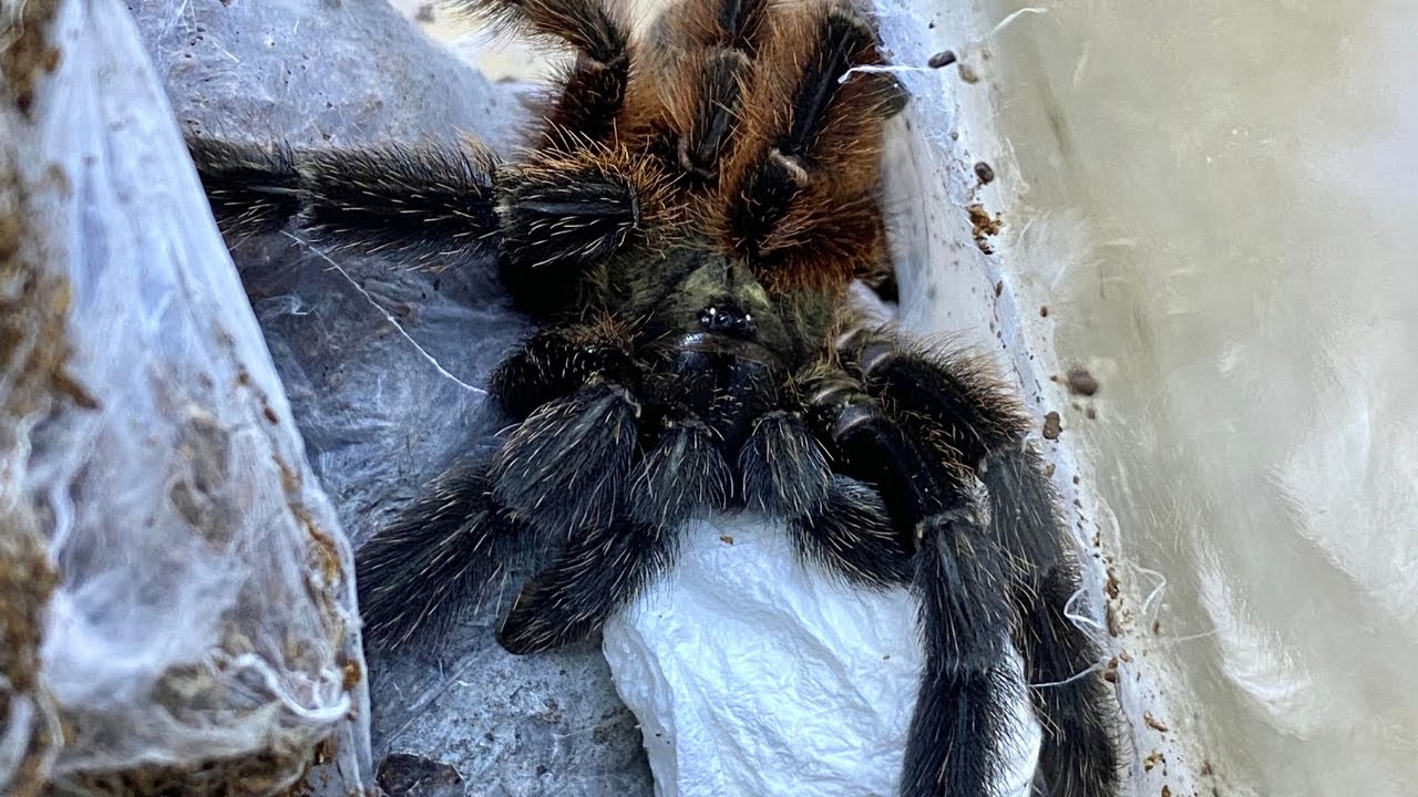 TO MÓJ NAJWIĘKSZY HODOWLANY SUKCES... | ARACHNOHOBBIA |