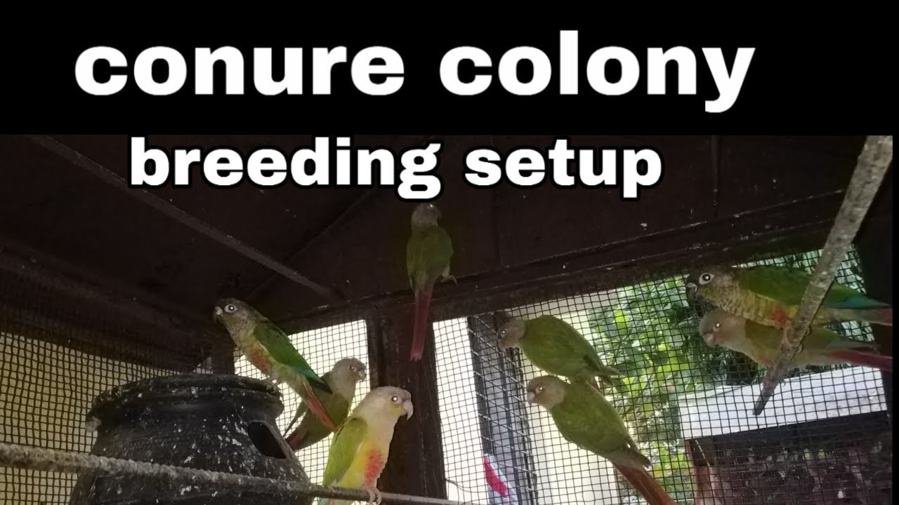 Releasing conure in breeding colony setup. .. not using boxes.. economical..!!