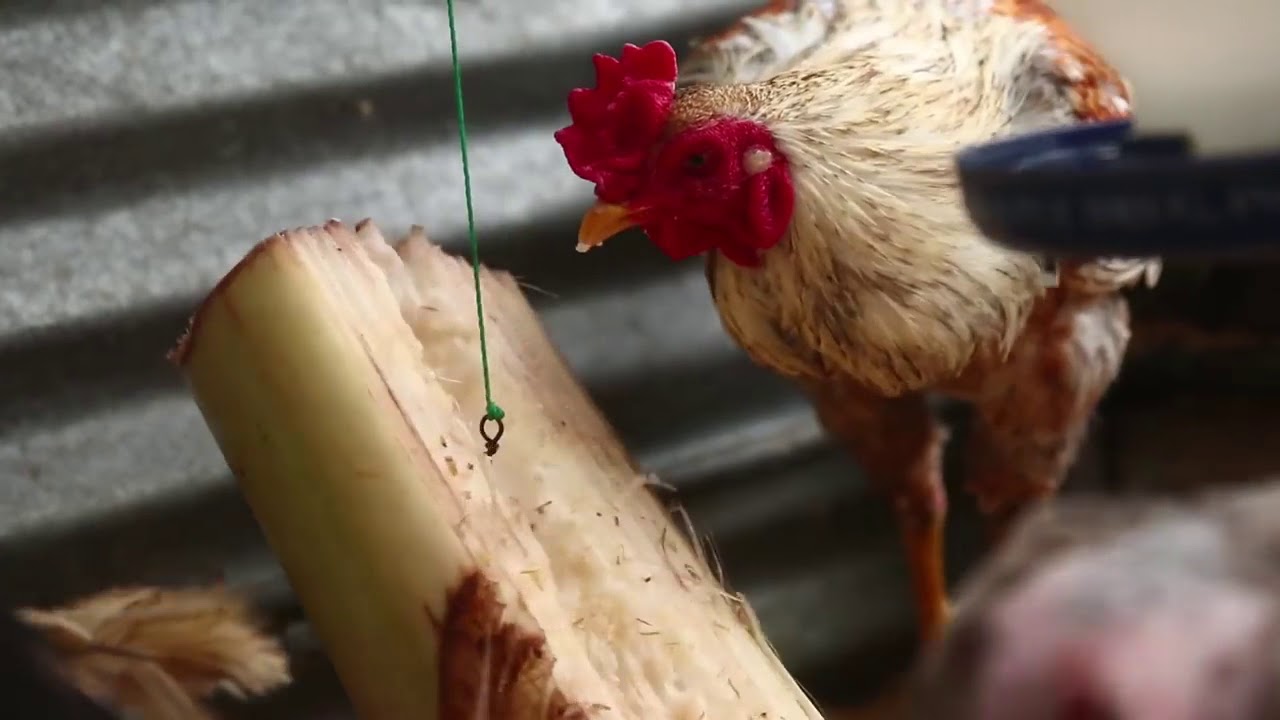 Producing native chicken for Market