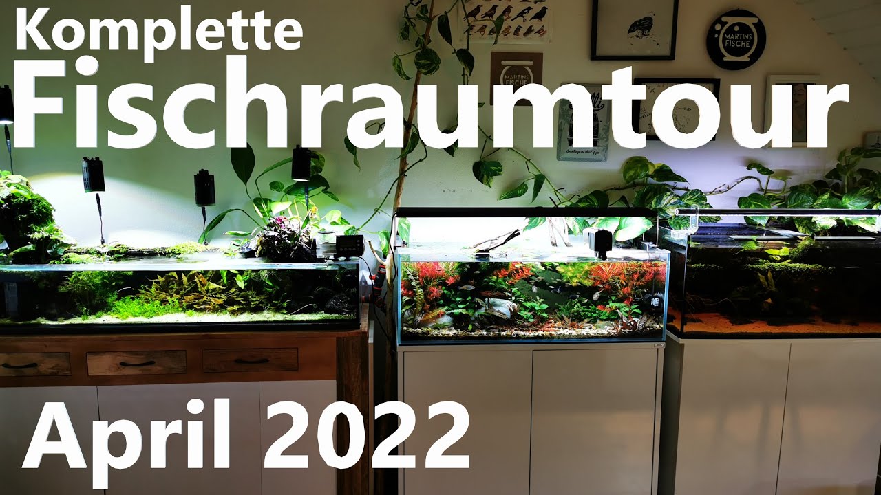 KOMPLETTE FISCHRAUMTOUR April 2022 - Alle meine Aquarien in einem Video I #Lasstesunsgenießen
