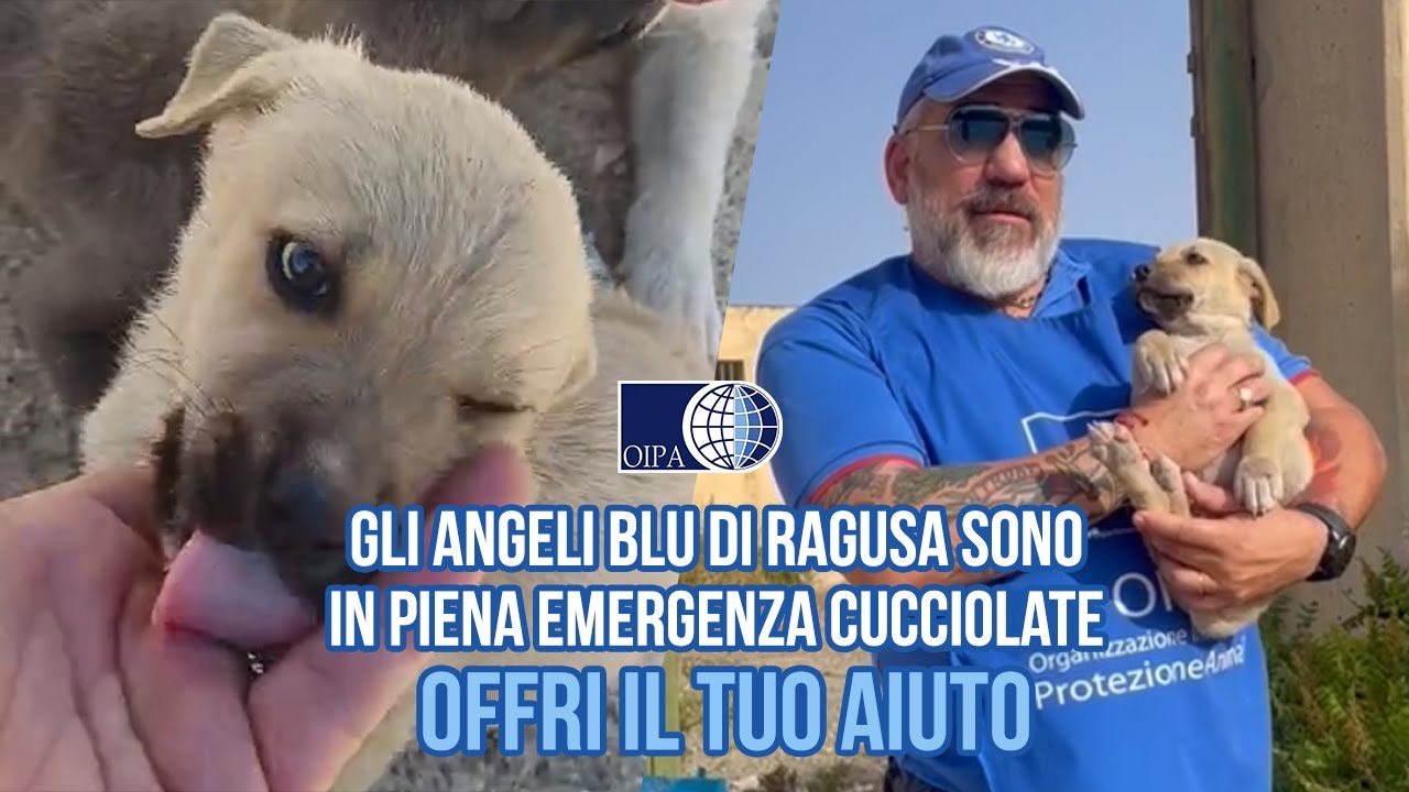 LASCIATI SOLI DALLE ISTITUZIONI, GLI ANGELI BLU SONO IN PIENA EMERGENZA CUCCIOLATE