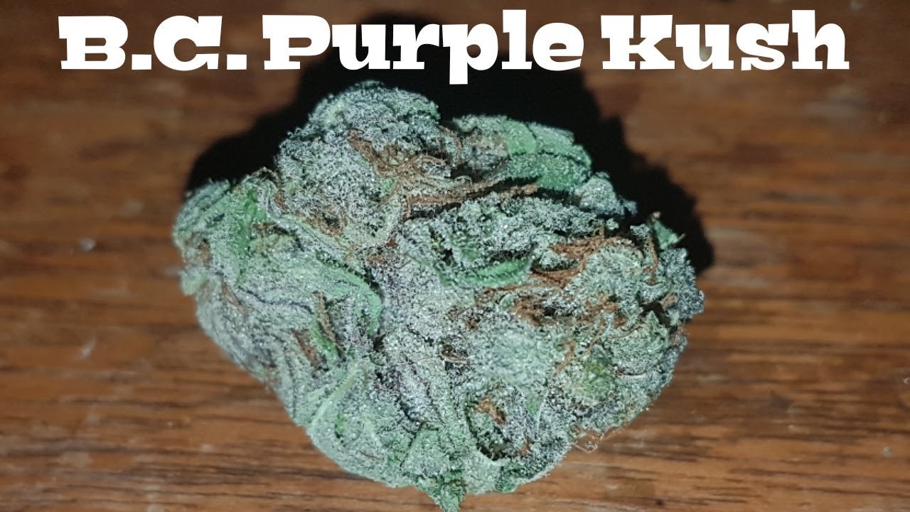 Strain Review - B.C. Purple Kush