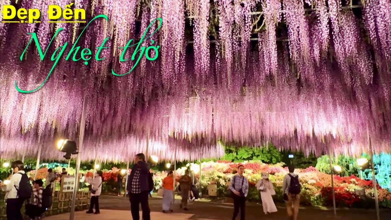 Hoa tử đằng ở Ashikaga hiện tại đẹp đến nghẹt thở  ( Từ ngày đến lúc chiếu đèn ) | Du lịch Nhật Bản