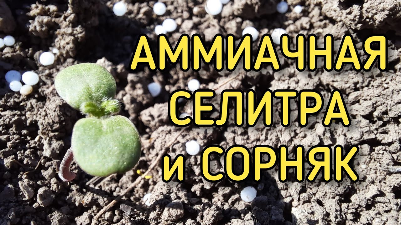 Подкормка чеснока и не только